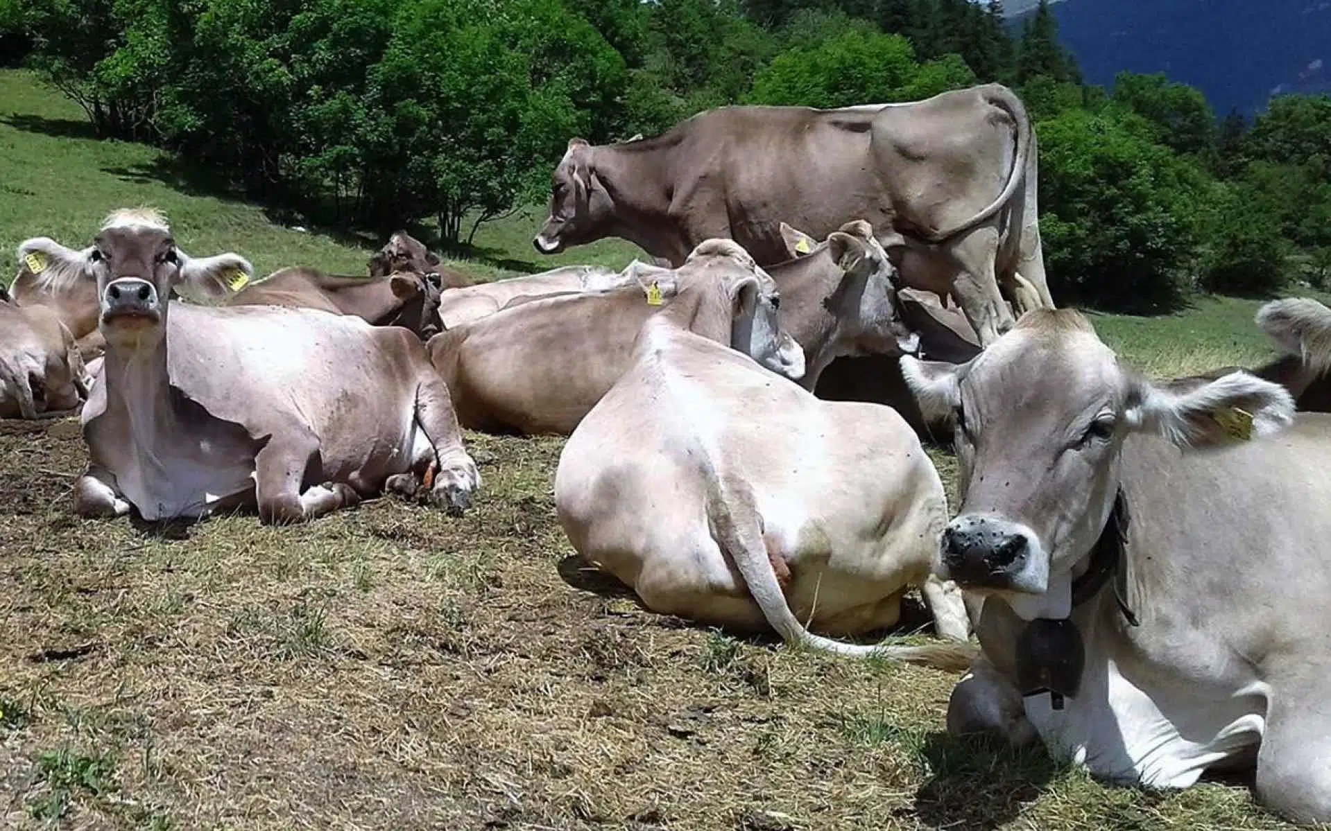 Les Vaches Brune des Alpes : Garantes d&rsquo;un Lait de Qualité pour des Fromages d&rsquo;Exception